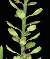 Attēlu rezultāti vaicājumam “Lepidium densiflorum flower”