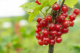 Attēlu rezultāti vaicājumam “Ribes rubrum fruit”