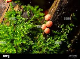 Attēlu rezultāti vaicājumam “Lycogala conicum young”
