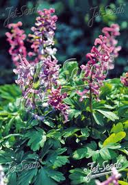 Attēlu rezultāti vaicājumam “Corydalis cava leaf”