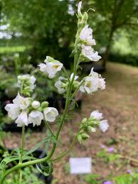 Image result for Polemonium coeruleum album