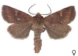 Attēlu rezultāti vaicājumam “Eriopygodes imbecilla”