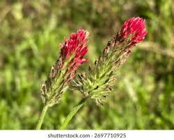 Image result for Trifolium incarnatum