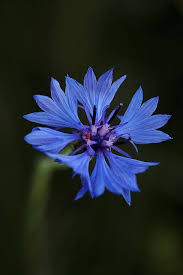 Attēlu rezultāti vaicājumam “Cyanus segetum flower”