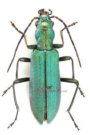 Attēlu rezultāti vaicājumam “Chrysanthia viridissima”