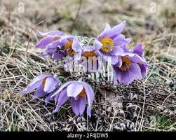 Image result for Kuhschelle