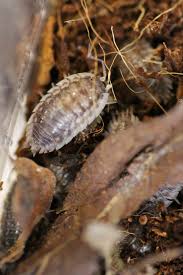 Attēlu rezultāti vaicājumam “Oniscus asellus”