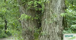 Attēlu rezultāti vaicājumam “Populus nigra”