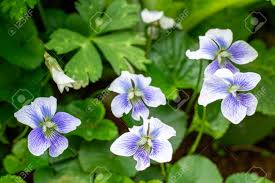 Attēlu rezultāti vaicājumam “Viola uliginosa bud”