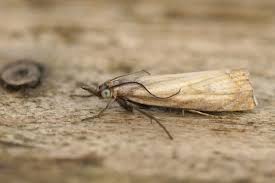 Attēlu rezultāti vaicājumam “Hadula trifolii”