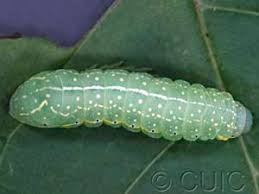 Attēlu rezultāti vaicājumam “Amphipyra”