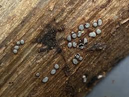 Attēlu rezultāti vaicājumam “Didymium difforme macro”