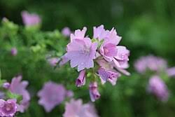 Image result for Malva moschata