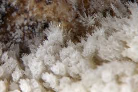 Attēlu rezultāti vaicājumam “Hyphodontia barba-jovis”