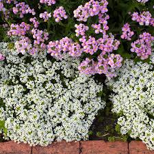 Image result for Alyssum diffusum