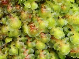 Attēlu rezultāti vaicājumam “Scapania nemorea”