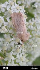 Attēlu rezultāti vaicājumam “Eriopygodes imbecilla”