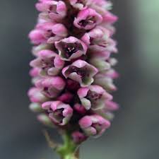 Attēlu rezultāti vaicājumam “Bistorta vivipara flower”