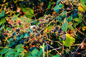 Image result for Rubus sectio