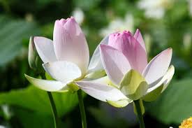 Attēlu rezultāti vaicājumam “Lotus sp. flower”