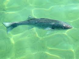 Image result for Morone saxatilis