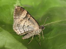 Attēlu rezultāti vaicājumam “Xanthorhoe biriviata”