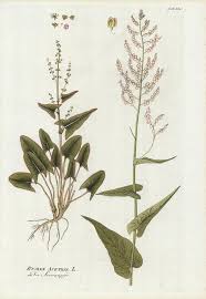 Attēlu rezultāti vaicājumam “Rumex acetosa”