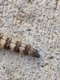 Attēlu rezultāti vaicājumam “Atylotus sp.”