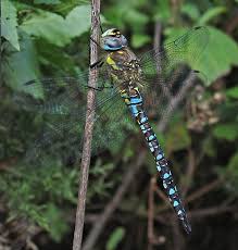 Attēlu rezultāti vaicājumam “Aeshna mixta male”
