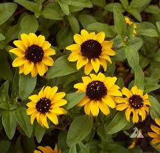 Image result for Sanvitalia procumbens