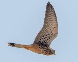 Attēlu rezultāti vaicājumam “Falco tinnunculus”