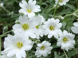 Image result for cerastium tomentosum