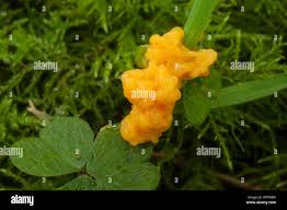 Attēlu rezultāti vaicājumam “Arcyria globosa young”