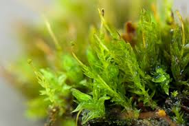 Attēlu rezultāti vaicājumam “Aulacomnium androgynum sporophyte”