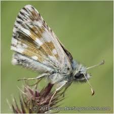 Attēlu rezultāti vaicājumam “Pyrgus serratulae”