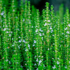 Image result for Ysop