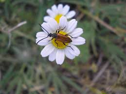 Attēlu rezultāti vaicājumam “Pseudovadonia livida”