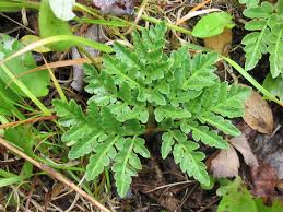 Attēlu rezultāti vaicājumam “Botrychium multifidum”