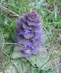 Attēlu rezultāti vaicājumam “Ajuga pyramidalis”