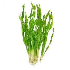 「扭蘭」的圖片搜尋結果