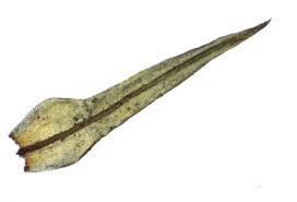 Attēlu rezultāti vaicājumam “Ulota crispa sporophyte”