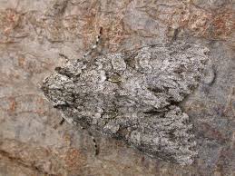 Attēlu rezultāti vaicājumam “Polia nebulosa”