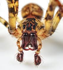 Attēlu rezultāti vaicājumam “Metellina merianae”