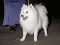 Image result for スピッツ