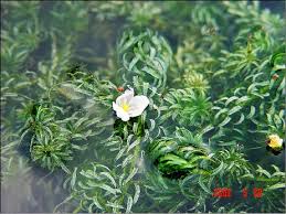 「水蘊草」的圖片搜尋結果