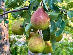 Attēlu rezultāti vaicājumam “Libanotis montana fruit”