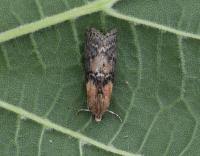 Attēlu rezultāti vaicājumam “Sciota adelphella”