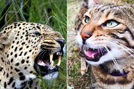 Image result for Rayleigh boys under 7's Leopards- need a Goalie!