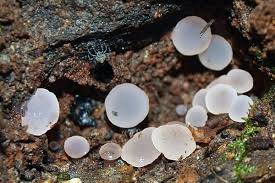 Attēlu rezultāti vaicājumam “Ombrophila violacea”