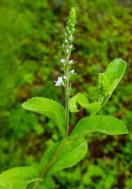 Image result for Veronica officinalis